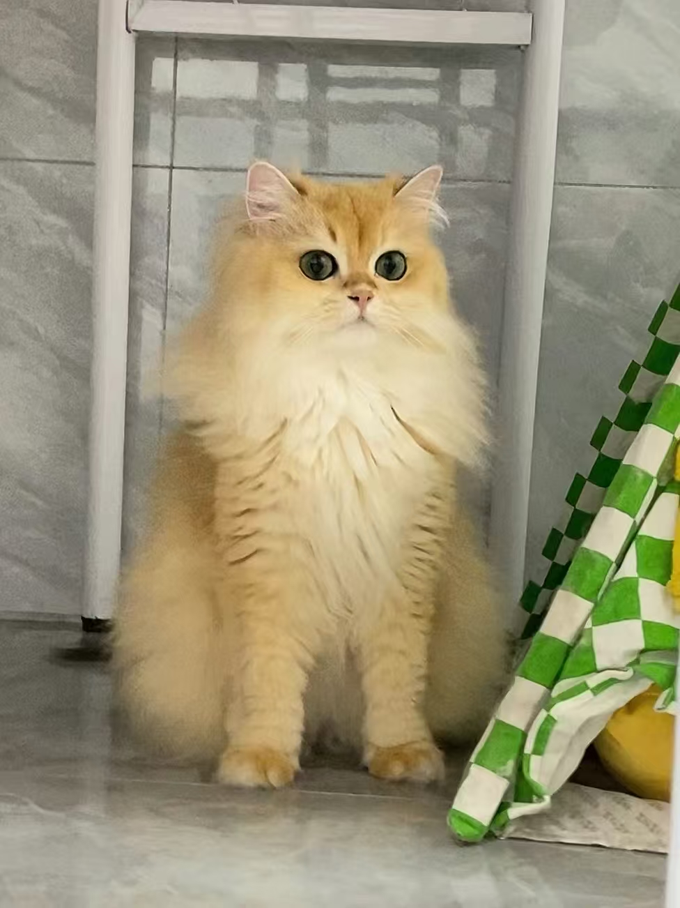 ollig·新款磁吸冰箱貼貓咪小狗寵物定制可愛diy照片人物訂做定制文創 - 图片 5