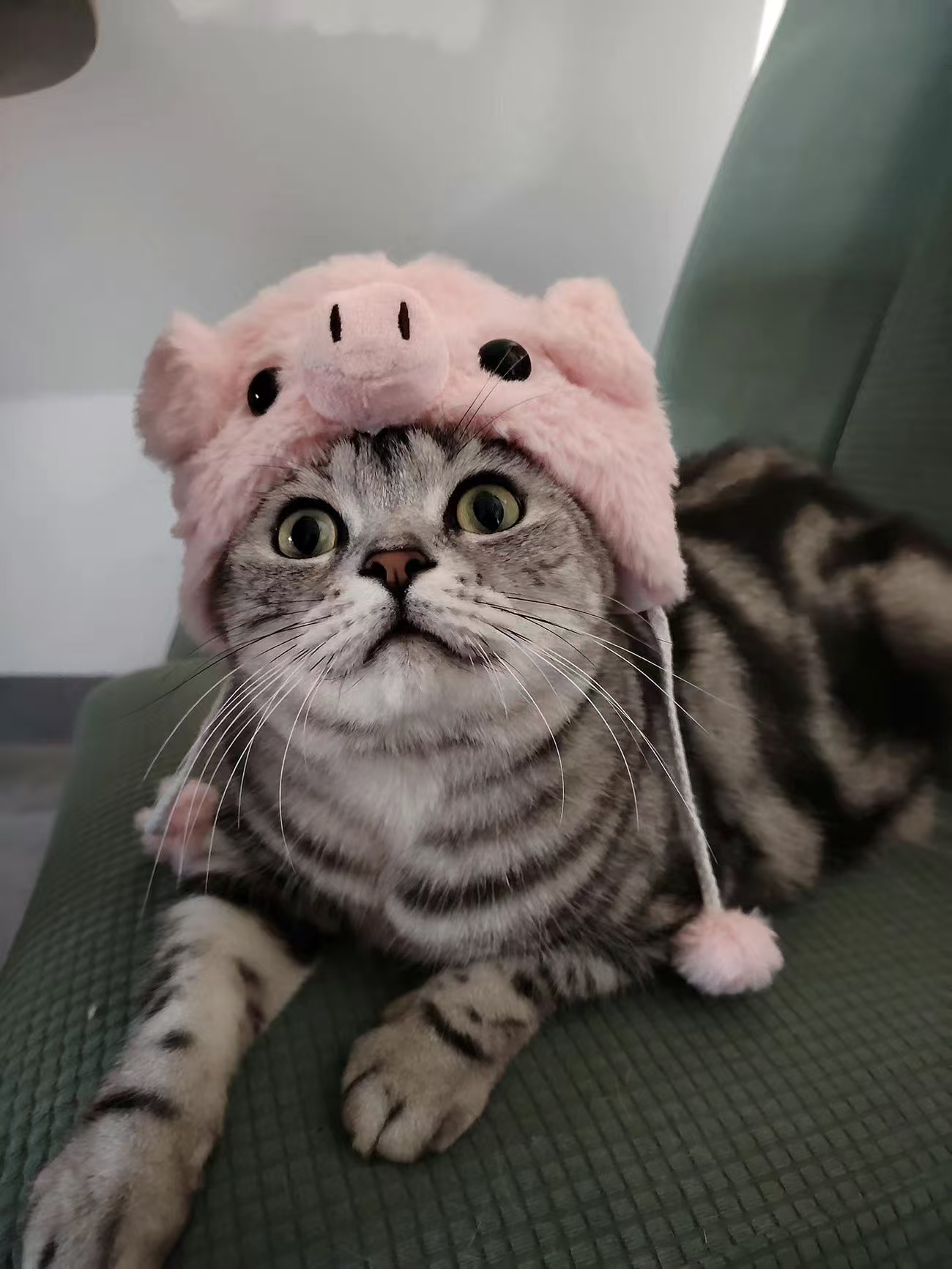 ollig·新款磁吸冰箱貼貓咪小狗寵物定制可愛diy照片人物訂做定制文創 - 图片 10