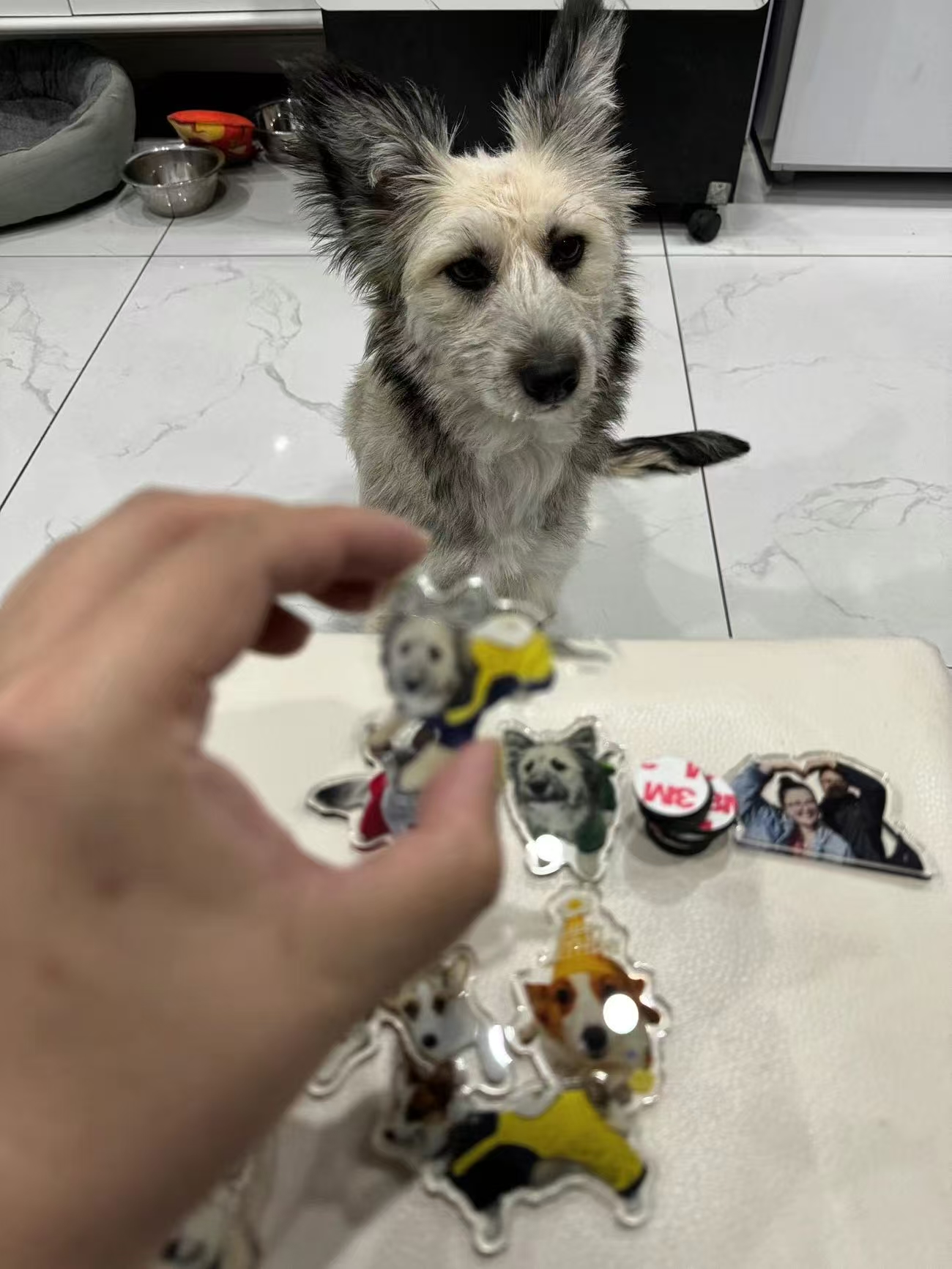 ollig·新款磁吸冰箱貼貓咪小狗寵物定制可愛diy照片人物訂做定制文創 - 图片 14